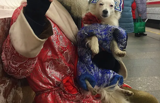 Дед Мороз, Снегурочка и милая собачка Эльф на дом