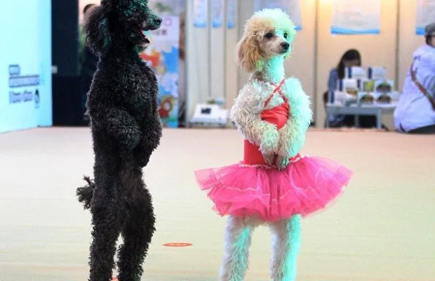 Дед Мороз, Снегурочка и милая собачка Эльф на дом