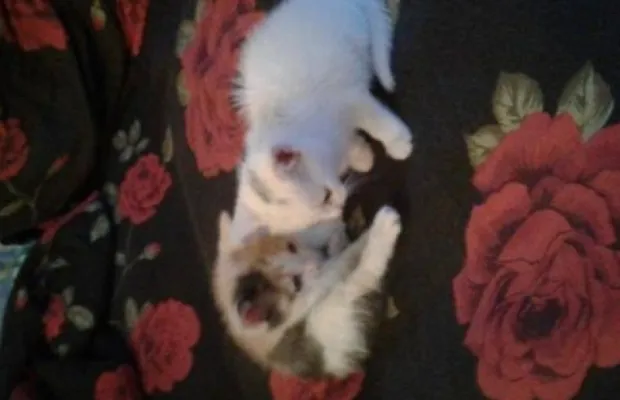 Котята