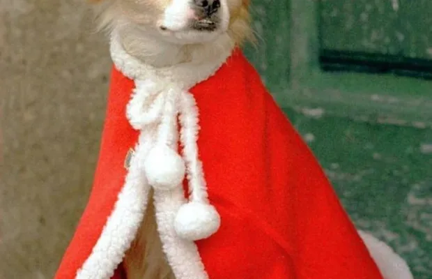 Дед Мороз, Снегурочка и милая собачка Эльф на дом