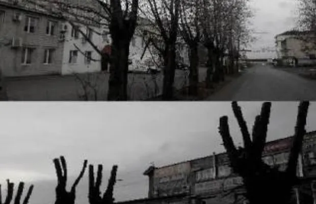 Кронирование деревьев