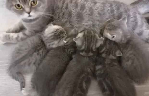 Шотландские котята
