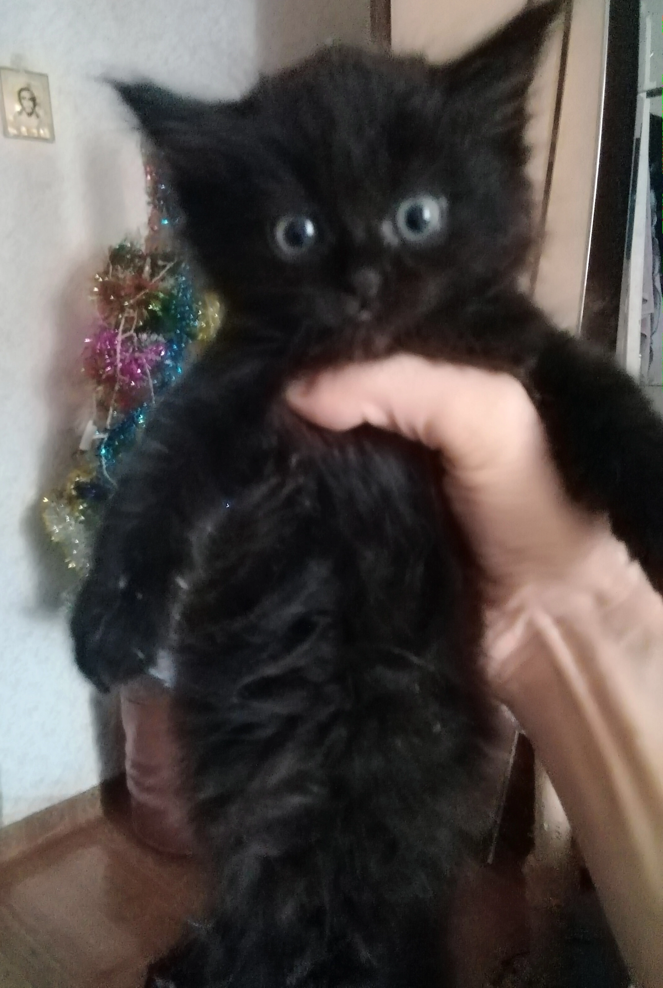 Шотландские девчушки