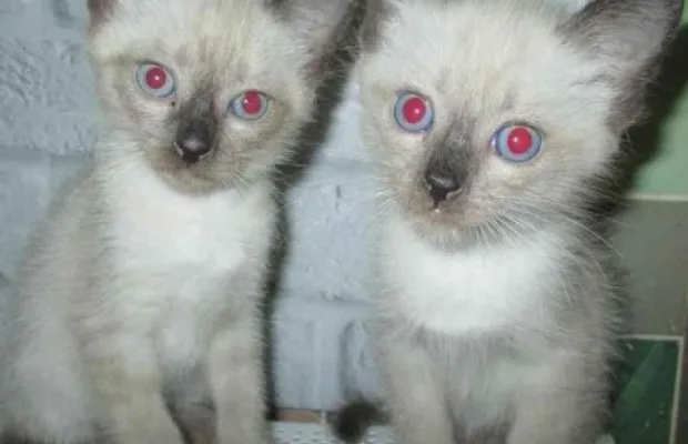 Котята сиамские