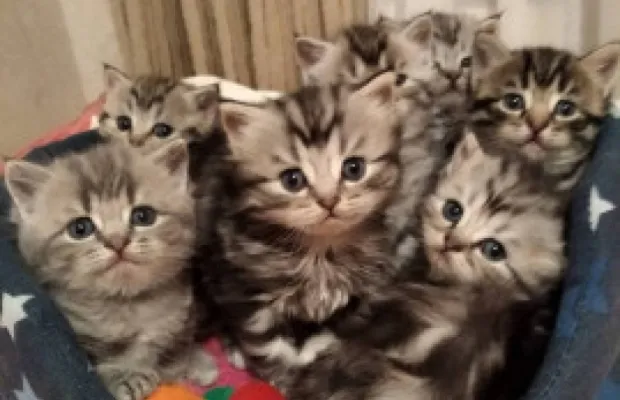 Продам котят шотландской породы