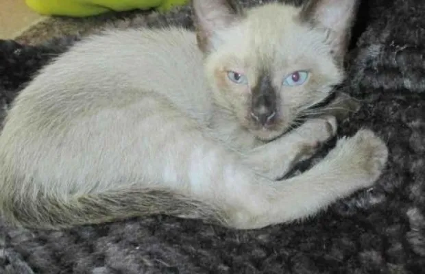 Котята сиамские