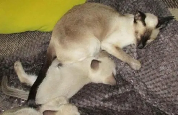 Котята сиамские