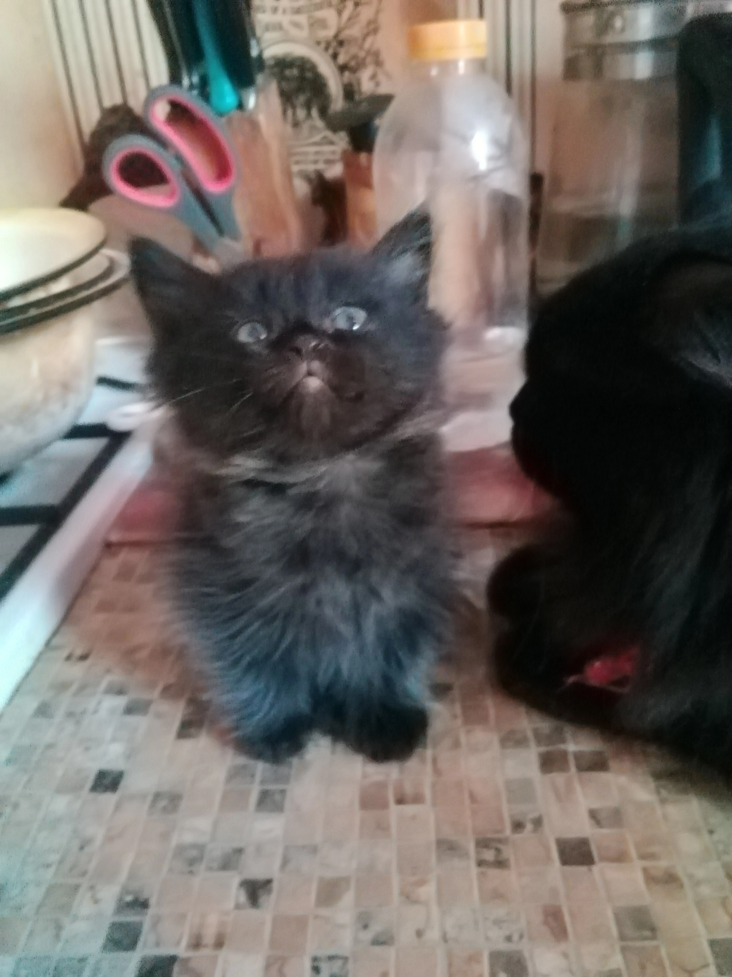 Шотландские девчушки