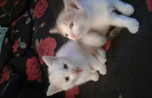 Котята