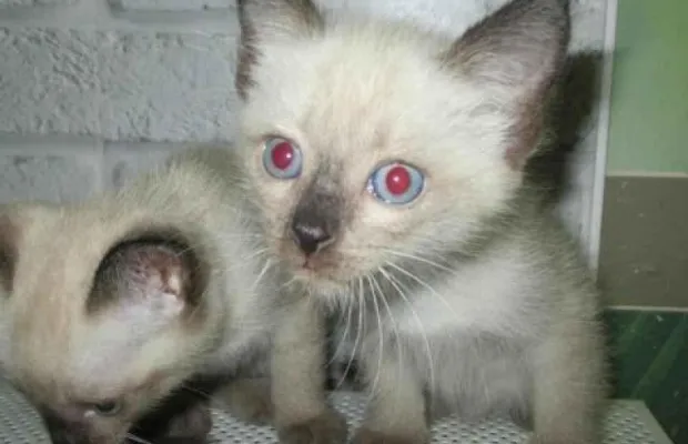 Котята сиамские