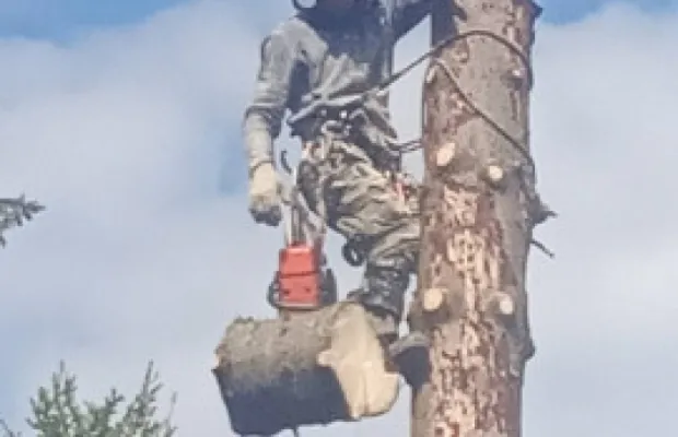 СПИЛ ДЕРЕВЬЕВ
