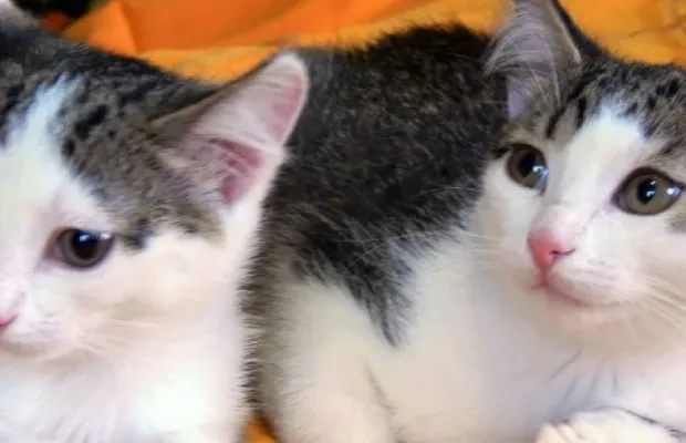 Котята