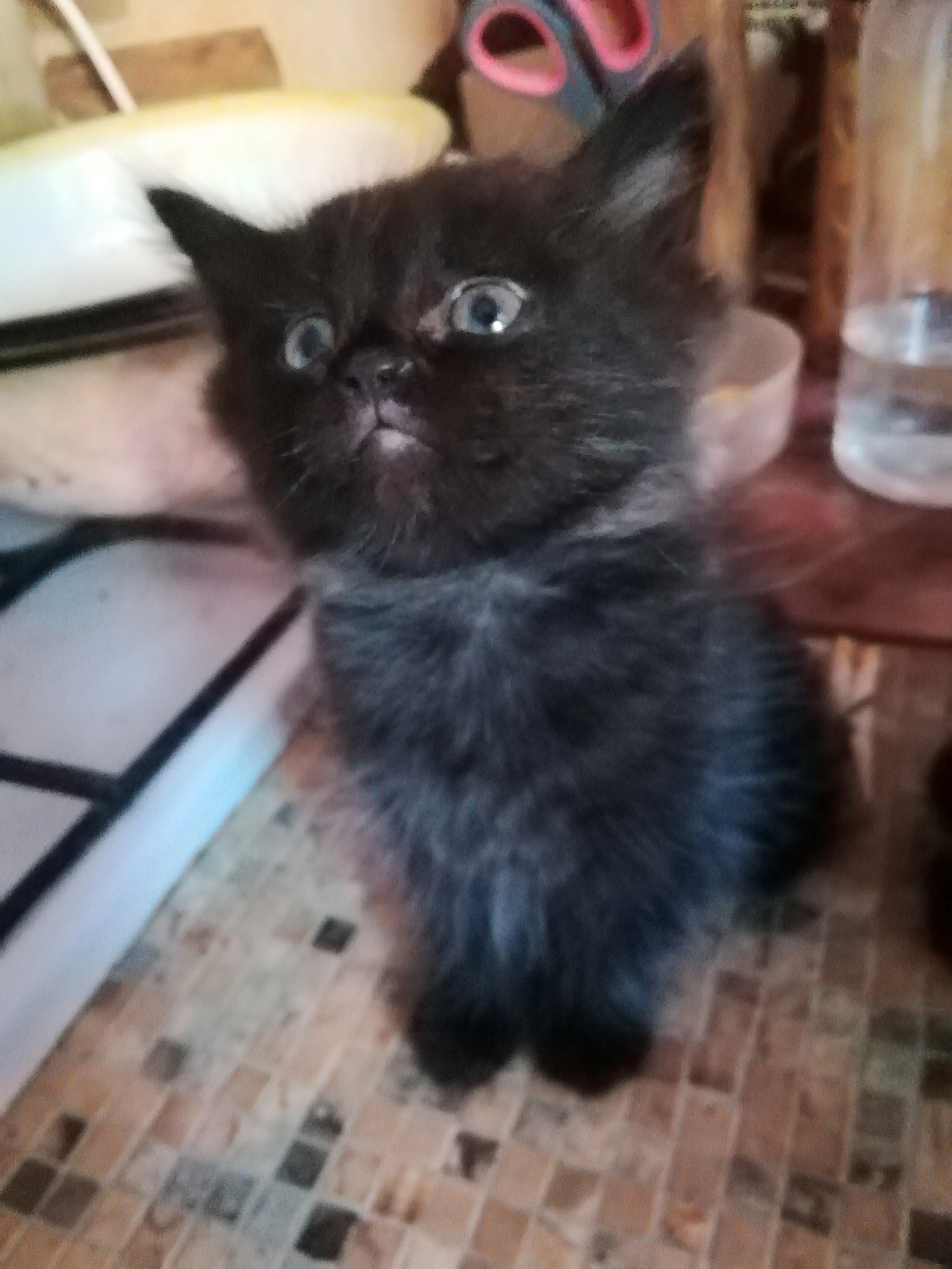 Шотландские девчушки