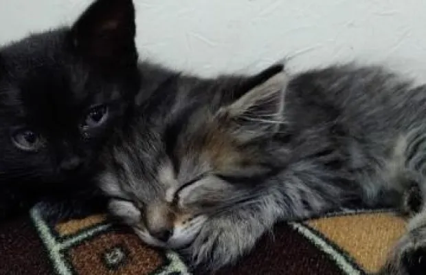 Отдадим котят