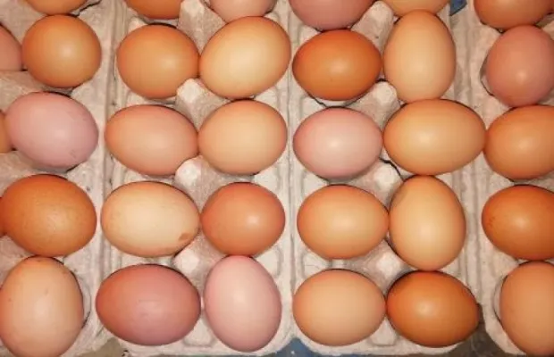 Яйцо несушки инкубация.