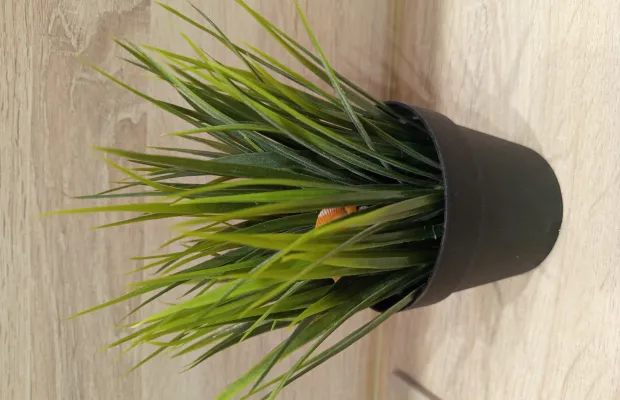 Искусственное растение