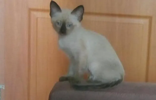 Сиамский мальчик