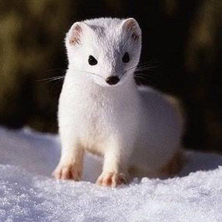 Telegram Channel logo beliisobol. Free Telegram Channel Analytics