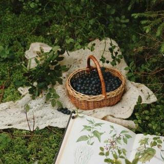 Логотип Телеграм канала نخيل الخيزران ͢🪴⛅️.. Бесплатная аналитика Telegram каналов