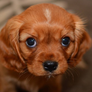 Telegram Channel logo maxmilota. Free Telegram Channel Analytics