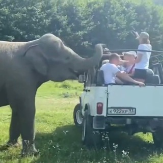 Telegram Channel logo elephantpark. Free Telegram Channel Analytics