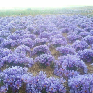 Логотип Телеграм канала زعفران و پسته ایرانیان. Бесплатная аналитика Telegram каналов