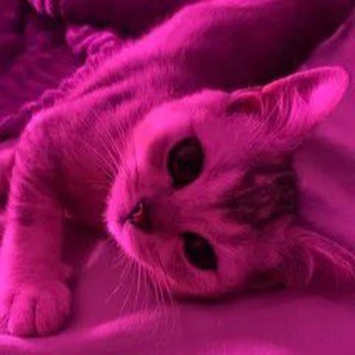 Логотип Телеграм канала obozhaytebya. Бесплатная аналитика Telegram каналов