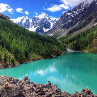 Telegram Channel logo altaynash. Free Telegram Channel Analytics