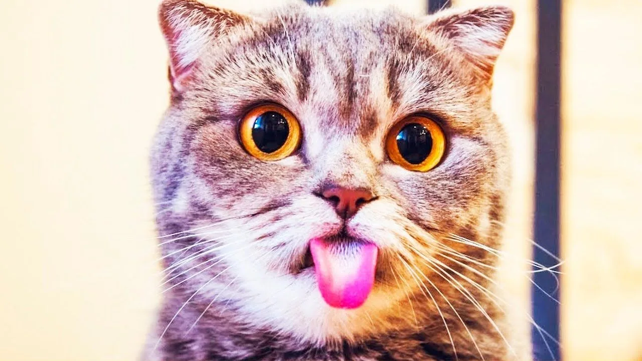 Логотип Телеграм канала 93-cl_hesiqmjlsjtmkor6xu7bfifkoqsrv8h1xmuka. Бесплатная аналитика Telegram каналов