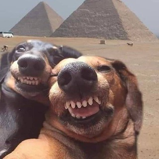 Логотип Телеграм канала +KFKwjbbSn6I5NzA1. Бесплатная аналитика Telegram каналов