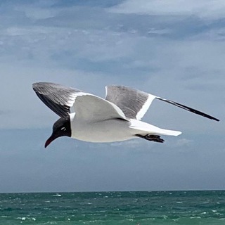 Telegram Channel logo FreedomForFuture. Free Telegram Channel Analytics