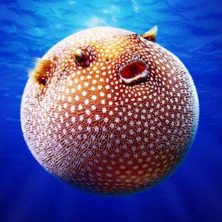 Логотип Телеграм канала ROUND ANIMALS. Бесплатная аналитика Telegram каналов