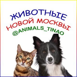 Telegram Channel logo animals_tinao. Free Telegram Channel Analytics