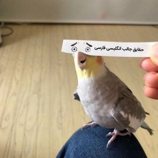 Telegram Channel logo English Farsi Fun Facts. Free Telegram Channel Analytics