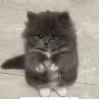 Логотип Телеграм канала tut_milashki. Бесплатная аналитика Telegram каналов