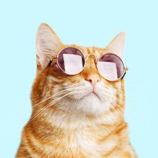Telegram Channel logo Funny Animals. Free Telegram Channel Analytics