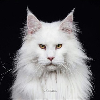 Логотип Телеграм канала hvost0. Бесплатная аналитика Telegram каналов