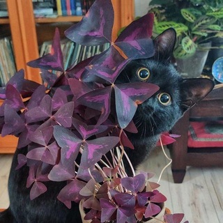 Telegram Channel logo cvetemipachnem. Free Telegram Channel Analytics