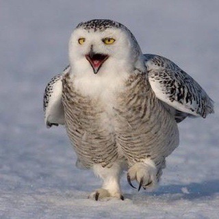 Логотип Телеграм канала sovaskazala89. Бесплатная аналитика Telegram каналов