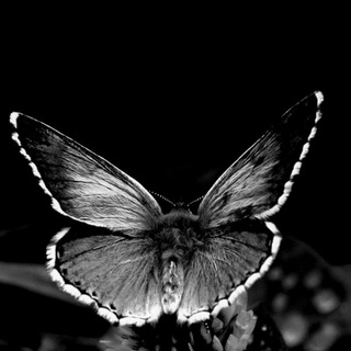 Логотип Телеграм канала 💞خَُِاطًَِرًِهًٍ هًَُا 📝 تَِرْجَُِمًٍَه هًٍُِا💞. Бесплатная аналитика Telegram каналов