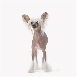 Логотип Телеграм канала . Бесплатная аналитика Telegram каналов