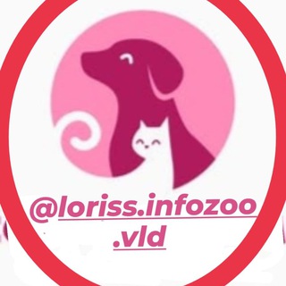 Telegram Channel logo lorissinfozoovld. Free Telegram Channel Analytics