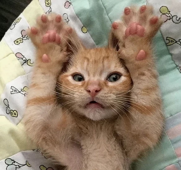 Telegram Channel logo patriotrossi. Free Telegram Channel Analytics