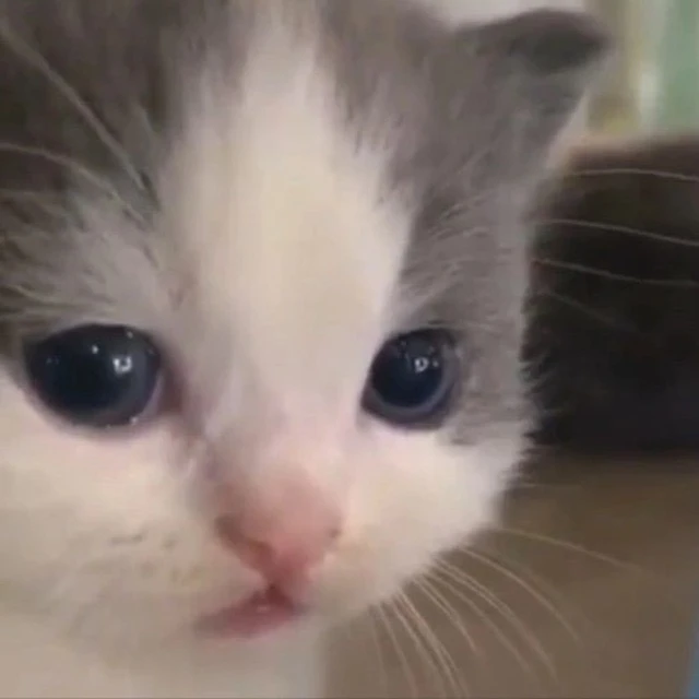 Telegram Channel logo meow_meow_cute. Free Telegram Channel Analytics