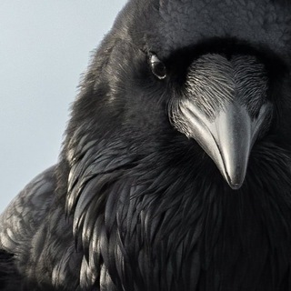 Логотип Телеграм канала . Бесплатная аналитика Telegram каналов