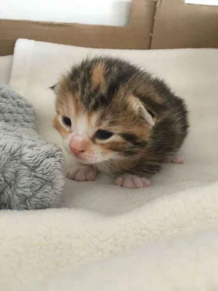 Логотип Телеграм канала myakichi. Бесплатная аналитика Telegram каналов