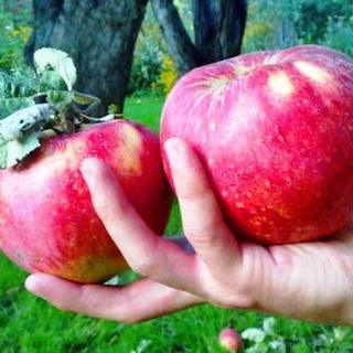 Логотип Телеграм канала budite_zdorovi. Бесплатная аналитика Telegram каналов