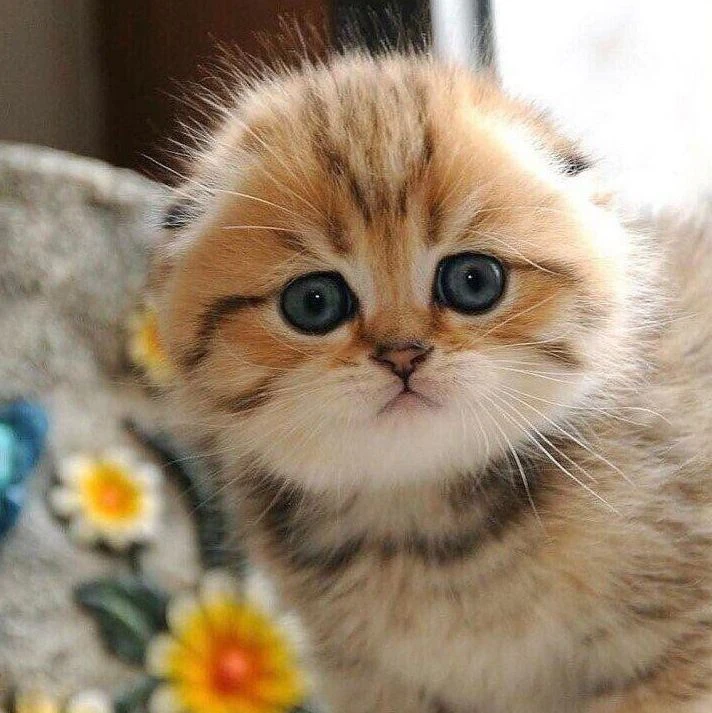 Telegram Channel logo ch_70000001815622. Free Telegram Channel Analytics