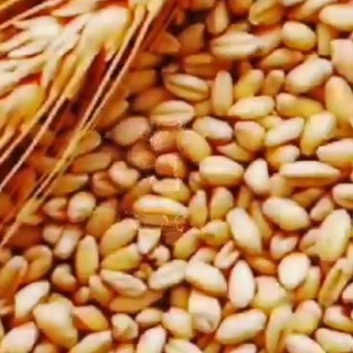 Telegram Channel logo selhozportal. Free Telegram Channel Analytics