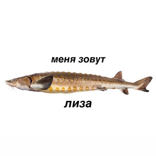 Логотип Телеграм канала . Бесплатная аналитика Telegram каналов